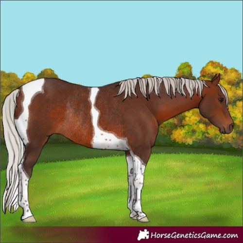 Horse Color:Silver Brown Tobiano Rabicano 