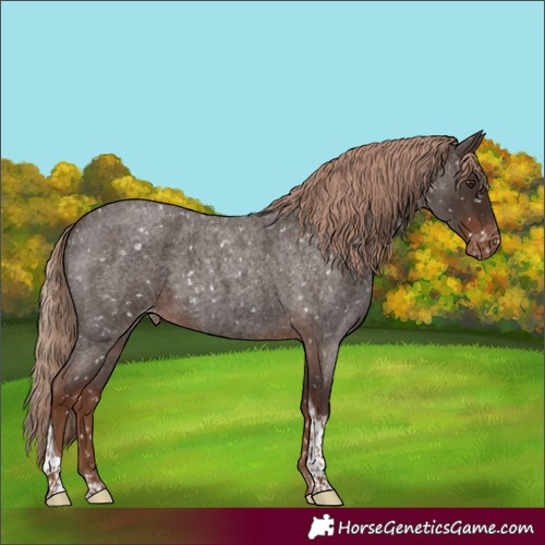 Horse Color:Liver Red Roan Tobiano Appaloosa 