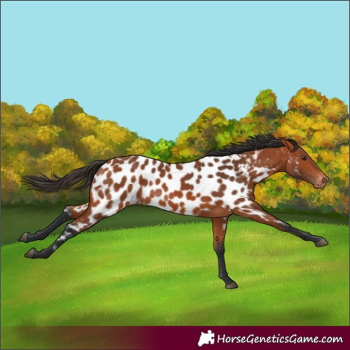 Horse Color:Bay Appaloosa 
