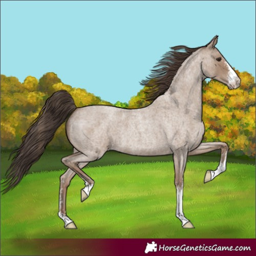Horse Color:Unknown 