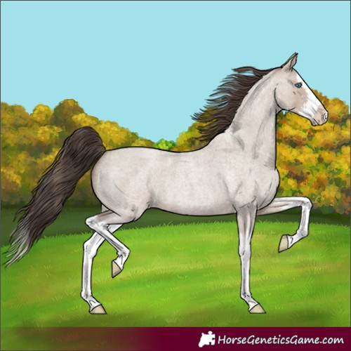 Horse Color:Classic Champagne Roan Dun Sabino Splash 