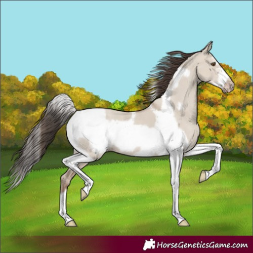 Horse Color:Classic Champagne Dun Sabino Tobiano Frame