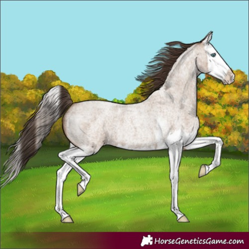 Horse Color:Classic Champagne Roan Sabino Splash 