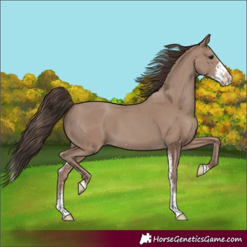 Horse Color:Unknown 