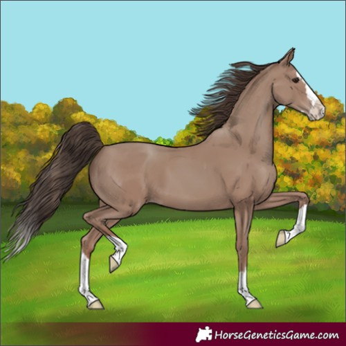 Horse Color:Unknown 