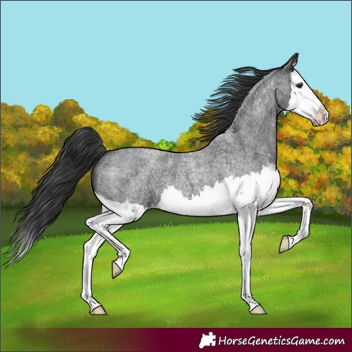 Horse Color:Unknown 