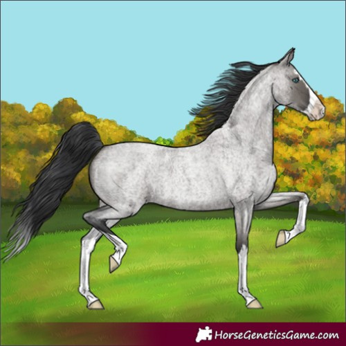 Horse Color:Grullo Roan Splash 