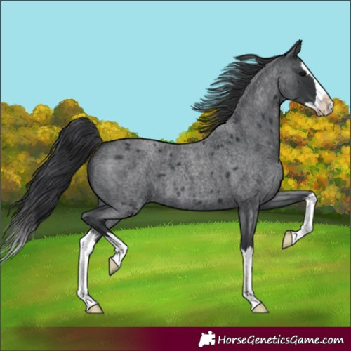 Horse Color:Unknown