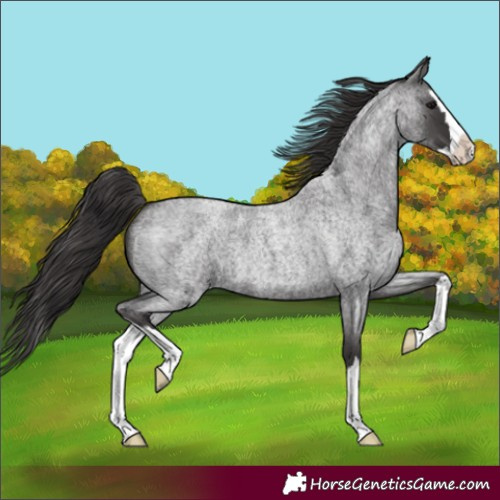 Horse Color:Smoky Blue Roan Splash 
