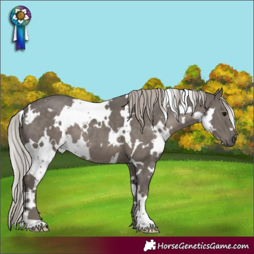 Horse Color:White Spotted Silver Black