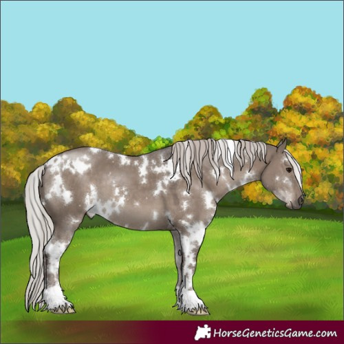 Horse Color:White Spotted Silver Grullo 