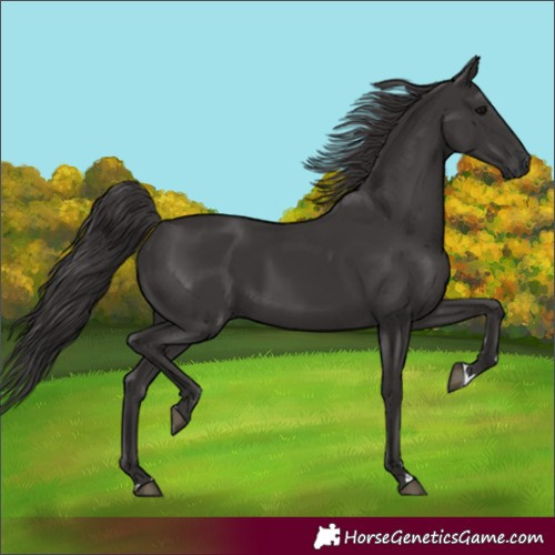 Horse Color:Smoky Black 