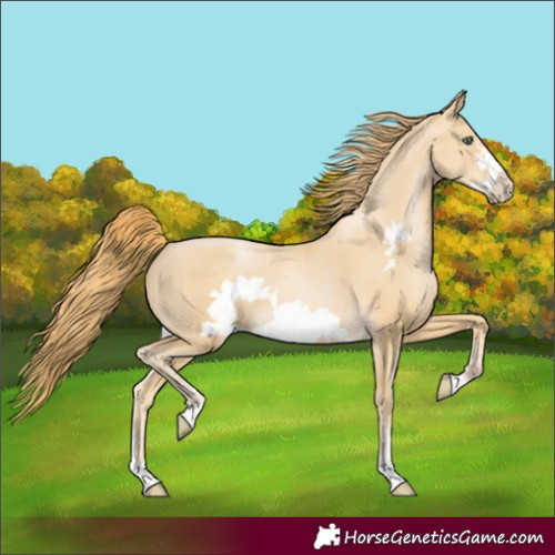 Horse Color:Smoky Black Pearl Frame