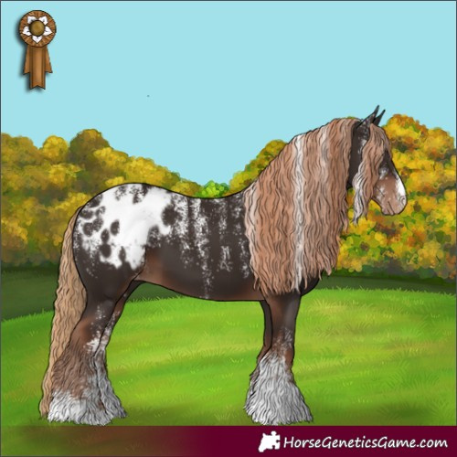 Horse Color:Powder White Liver Chestnut Appaloosa