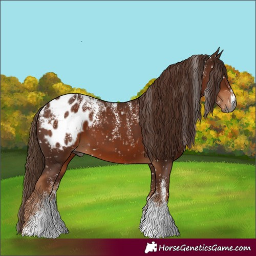 Horse Color:Powder White Gray Chestnut Appaloosa
