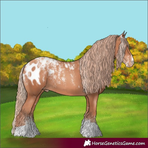 Horse Color:Powder White Gold Champagne Appaloosa 