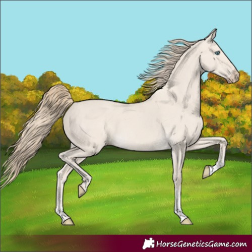 Horse Color:Unknown 