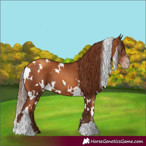Horse Color:Gray White Spotted Gold Champagne 