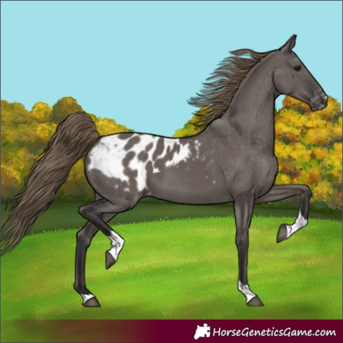 Horse Color:Smoky Grullo Tobiano Blanket 