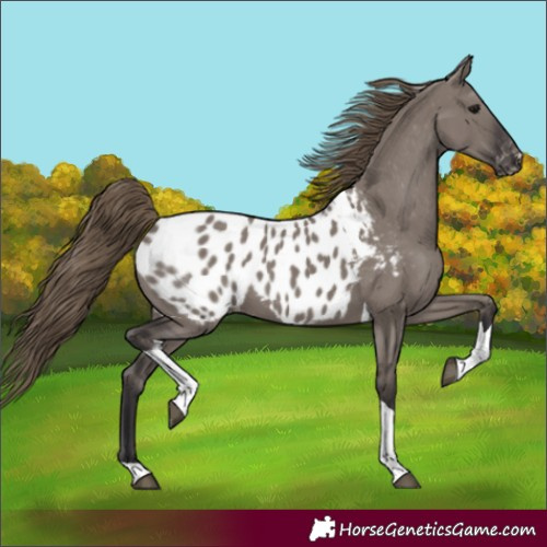 Horse Color:Unknown 