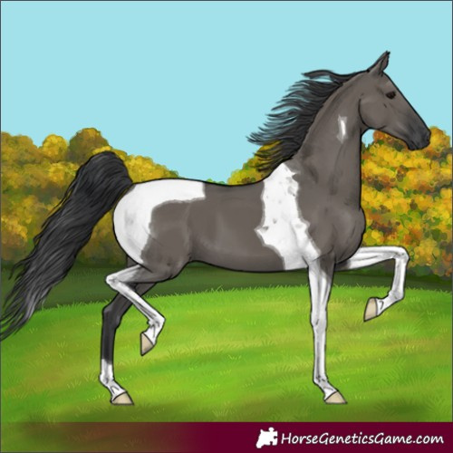 Horse Color:Grullo Tobiano