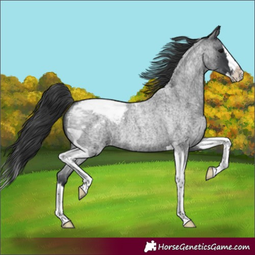Horse Color:Blue Roan Splash Tobiano Snowcap