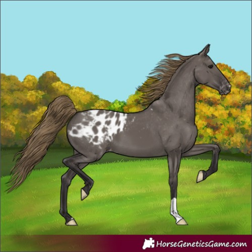 Horse Color:Smoky Grullo Blanket 
