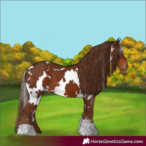 Horse Color:Gray White Spotted Chestnut Appaloosa