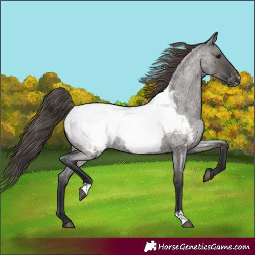 Horse Color:Grullo Roan Near Fewspot 