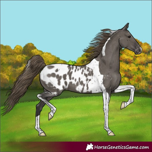 Horse Color:Unknown 