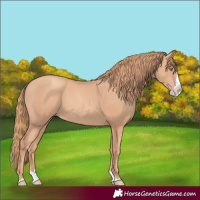 Horse Color:Gold Champagne Splash 