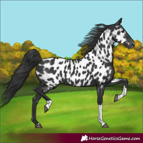 Horse Color:Unknown 