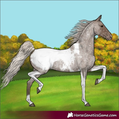 Horse Color:Silver Blue Roan Tobiano Snowcap