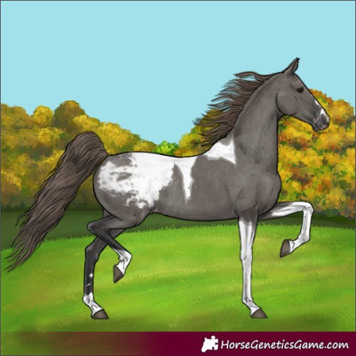 Horse Color:Grullo Tobiano Snowcap Rabicano 