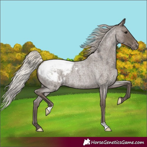 Horse Color:Unknown