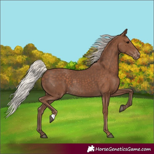 Horse Color:Silver Black Varnish Rabicano 
