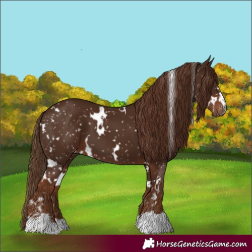 Horse Color:Gray White Spotted Chestnut Appaloosa 