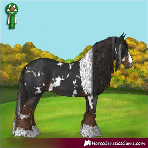 Horse Color:Gray White Spotted Liver Chestnut 