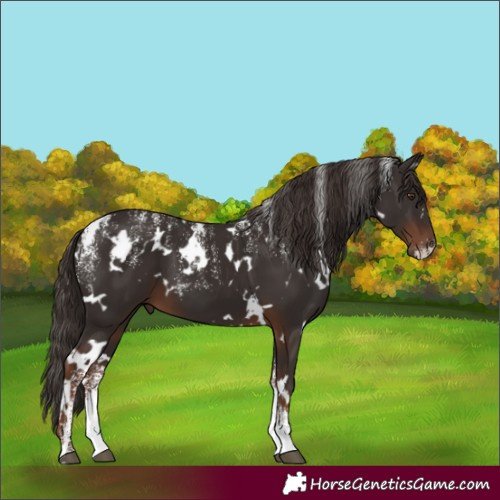 Horse Color:Powder White White Spotted Liver Chestnut