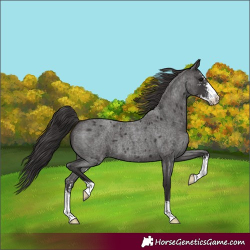 Horse Color:Smoky Blue Roan Sabino 