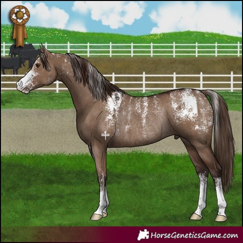 Horse Color:Powder White Liver Red Dun Rabicano and Powder White Liver Red Dun Rabicano