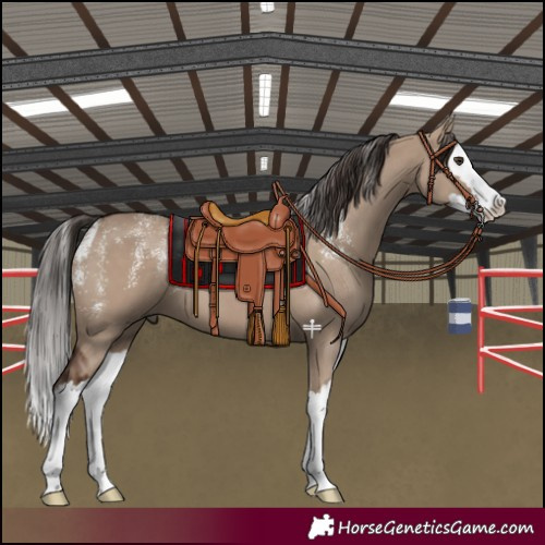 Horse Color:Powder White Liver Red Dun Splash 