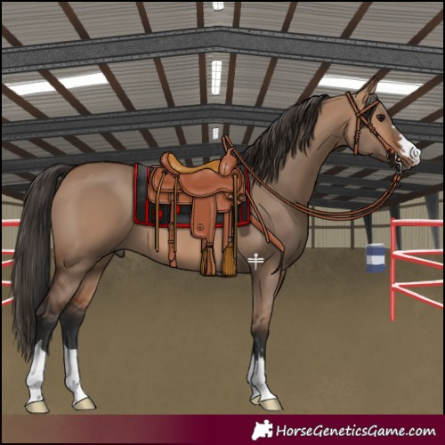 Horse Color:Bay Dun