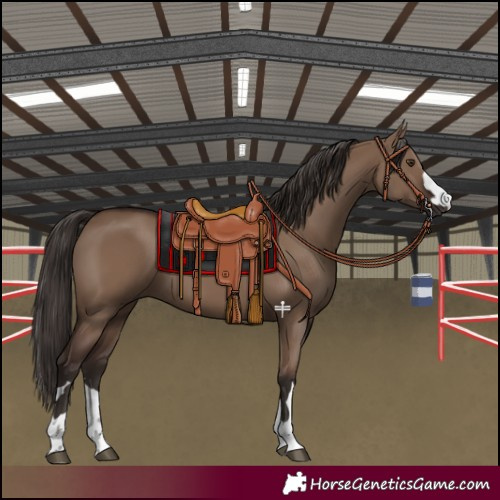 Horse Color:Liver Red Dun