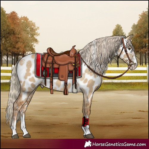 Horse Color:Powder White Chocolate Palomino Dun Appaloosa 