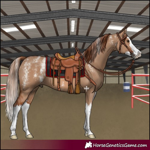 Horse Color:Powder White Red Dun Splash 