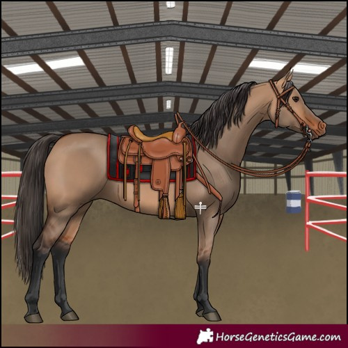 Horse Color:Bay Dun
