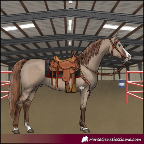 Horse Color:Liver Red Dun Splash 