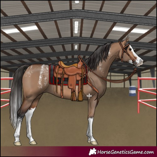 Horse Color:Powder White Bay Dun Splash 