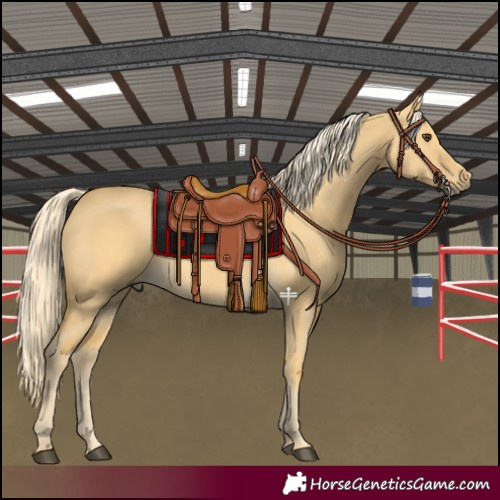 Horse Color:Palomino Dun